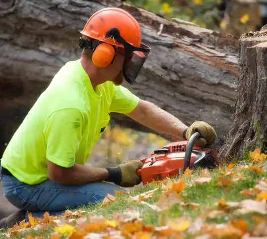 tree services West Elmira